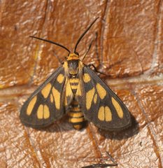 Amata humeralis