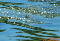 Pelophylax ridibundus