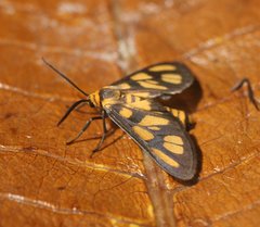 Amata humeralis
