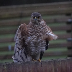Accipiter nisus