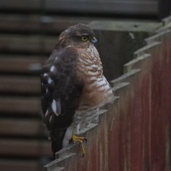 Accipiter nisus
