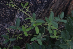 Sphenostylis angustifolia