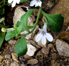Lobelia cuneifolia