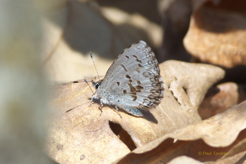 Northern Azure