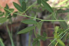 Sphenostylis angustifolia