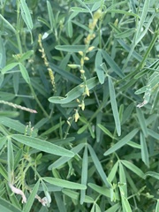 Crotalaria sphaerocarpa sphaerocarpa
