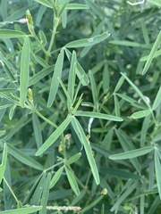 Crotalaria sphaerocarpa sphaerocarpa