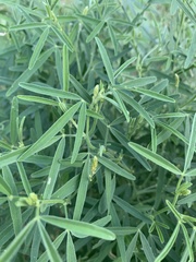 Crotalaria sphaerocarpa sphaerocarpa