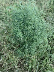 Crotalaria sphaerocarpa sphaerocarpa