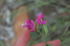 Sphenostylis angustifolia