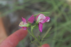 Sphenostylis angustifolia