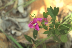 Sphenostylis angustifolia
