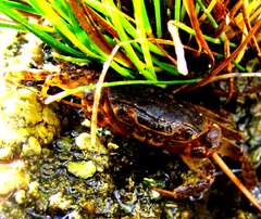 Cyclograpsus punctatus