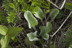 Tephroseris subscaposa