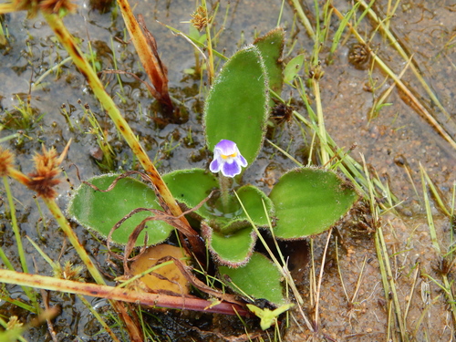 Craterostigma plantagineum image