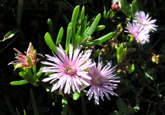 Lampranthus sparsiflorus