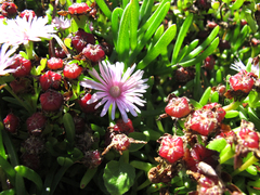 Lampranthus sparsiflorus