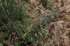 Aristida congesta barbicollis