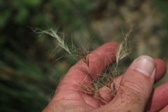 Aristida congesta barbicollis