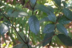 Sarcandra glabra