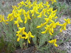 Genista humifusa