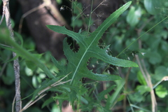 Sonchus wilmsii