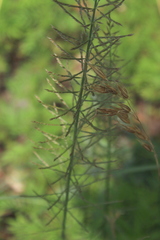 Pogonarthria squarrosa