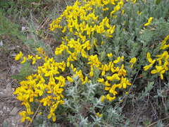 Genista humifusa
