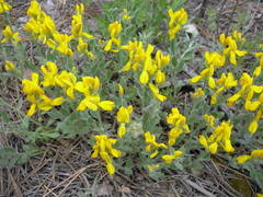 Genista humifusa