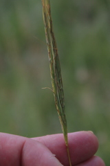 Diheteropogon amplectens