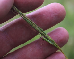 Diheteropogon amplectens