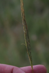 Diheteropogon amplectens