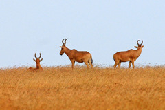 Alcelaphus buselaphus