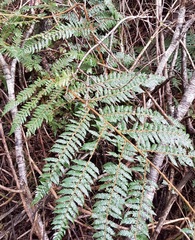 Cyathea colensoi