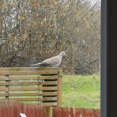 Streptopelia decaocto
