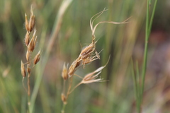 Tristachya biseriata
