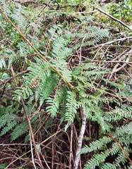 Cyathea colensoi