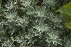 Artemisia saitoana
