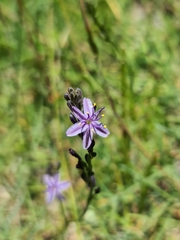 Caesia calliantha
