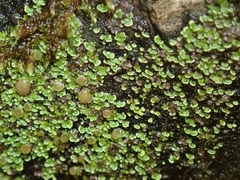 Psoroma asperellum