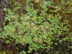 Psoroma asperellum