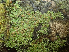 Psoroma asperellum