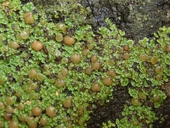 Psoroma asperellum