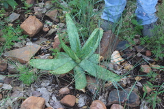 Aloe greatheadii