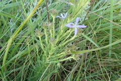 Wahlenbergia huttonii