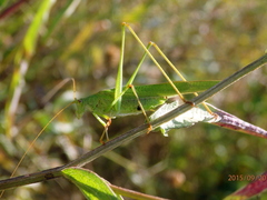 Phaneroptera falcata