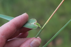 Diheteropogon amplectens