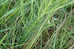 Wahlenbergia huttonii