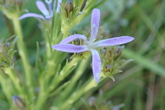 Wahlenbergia huttonii
