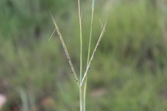Diheteropogon amplectens